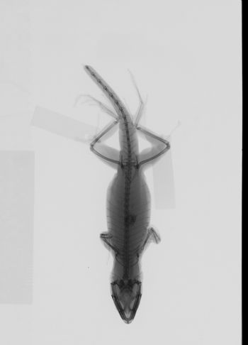 Media type: image; Herpetology R-146429